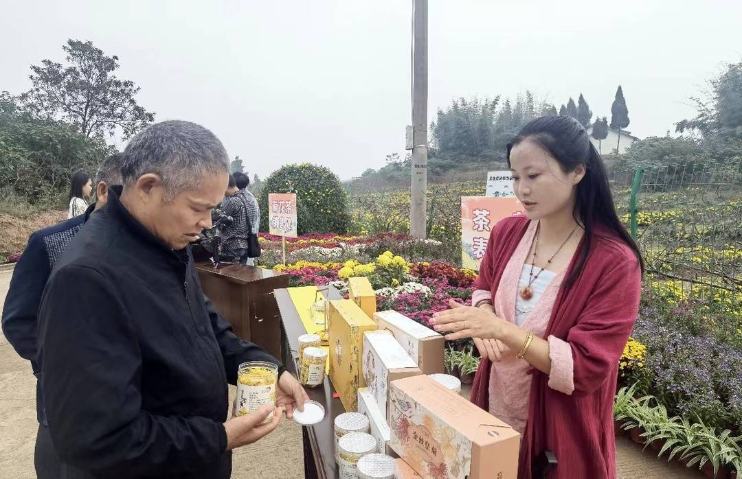 重庆铜梁:深秋时节 邀您来赏金丝皇菊_种植_西河镇_永村