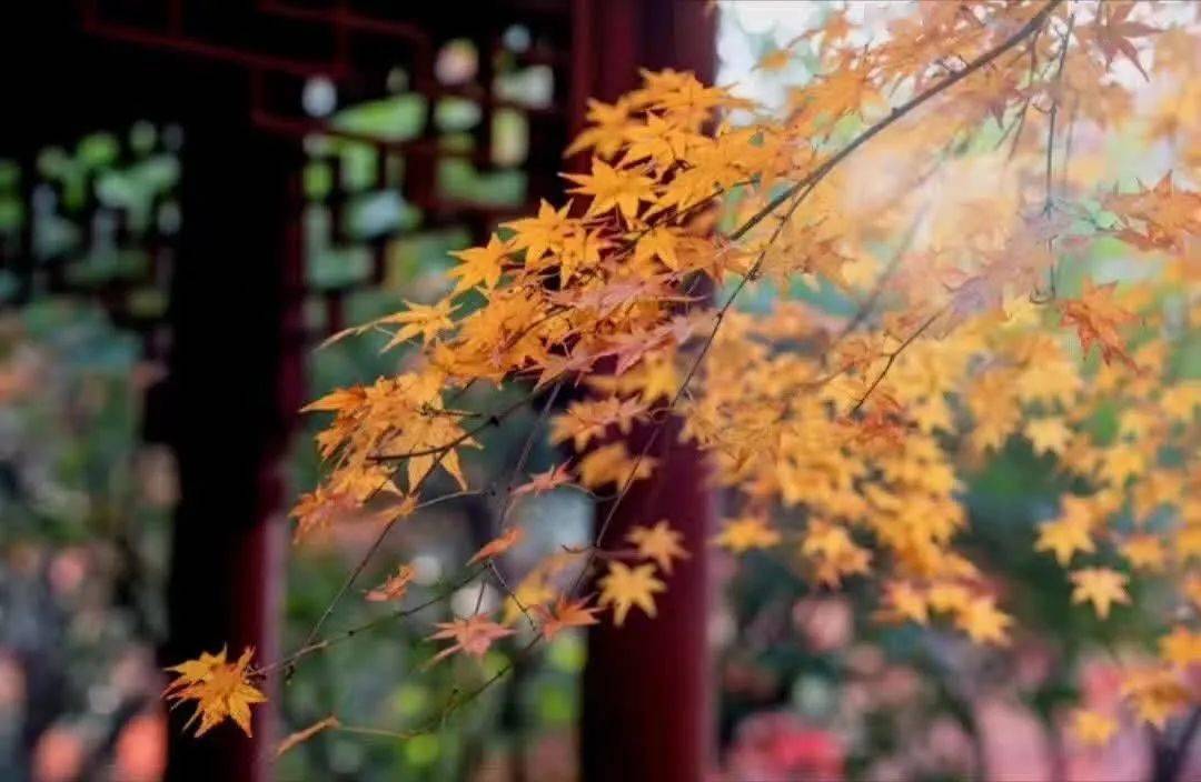 不过其实周善元是个稳沉淡定,行事低调沉着的人,经常都是谋定而后动.