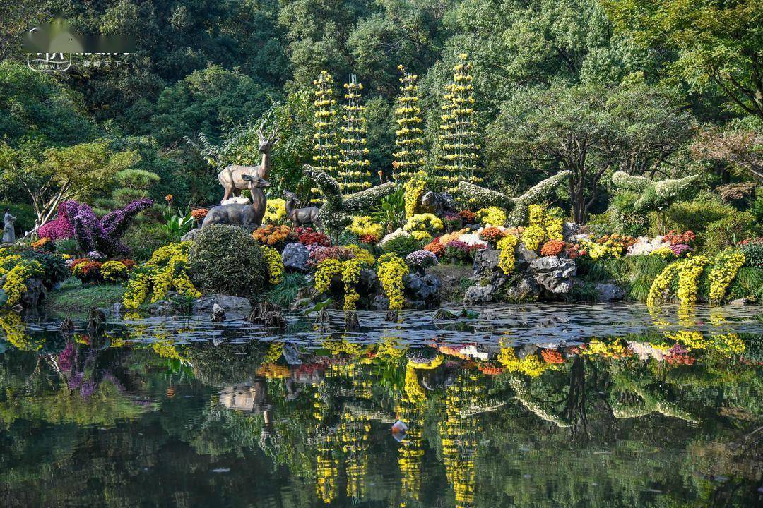 周末赏菊 杭州植物园人气爆棚_菊花_活动_杭城