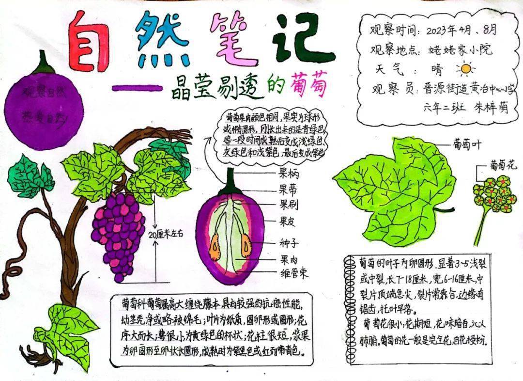 山西省青少年一起向自然2023年生物多样性自然笔记征集活动获奖作品