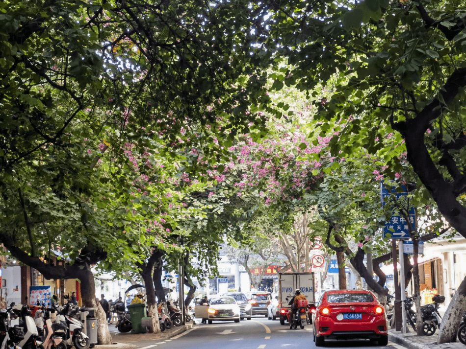 文汇路:又到紫荆花开 一街一景花路相随_西昌_街道_道路