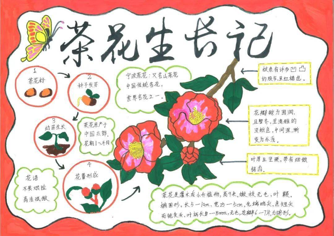 玫瑰花的自然笔记图片