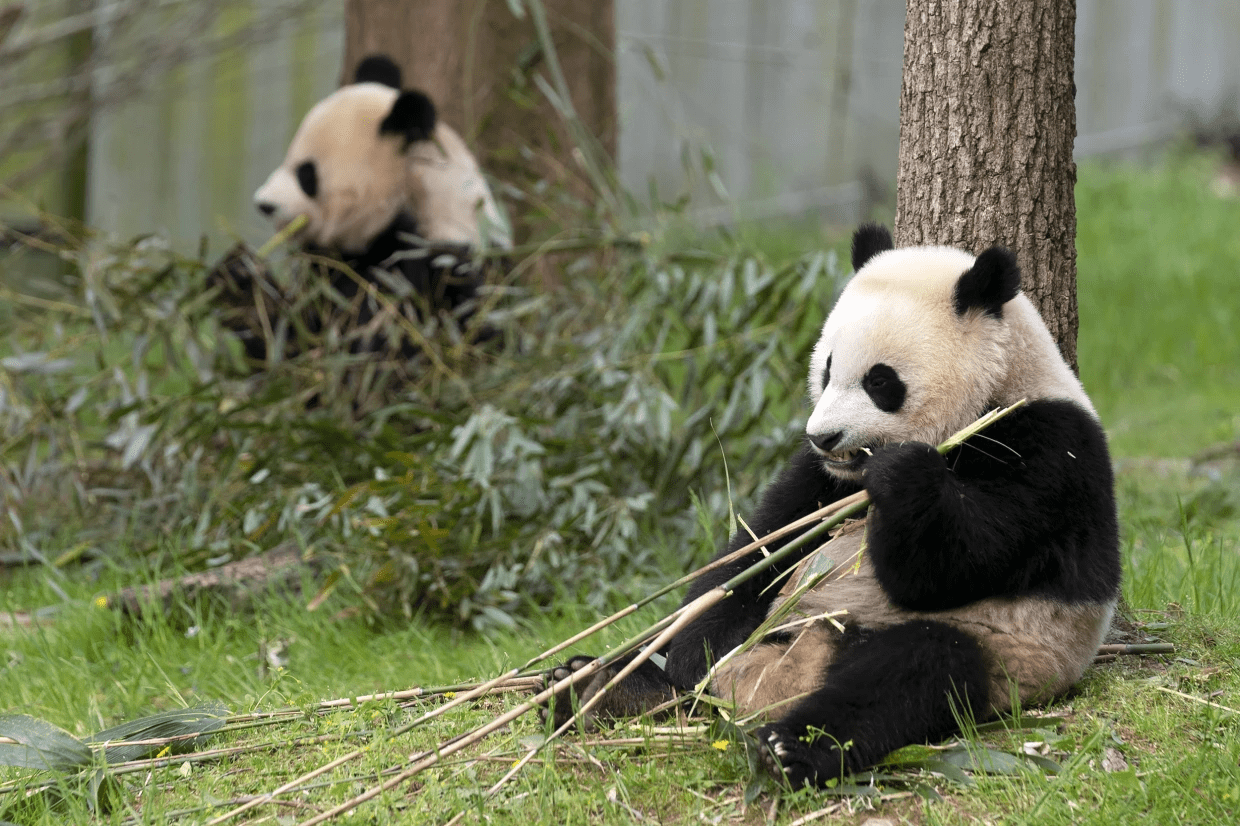 庆祝大熊猫抵美50周年 美国动物园纪念活动丰富多彩 - Chinadaily.com.cn