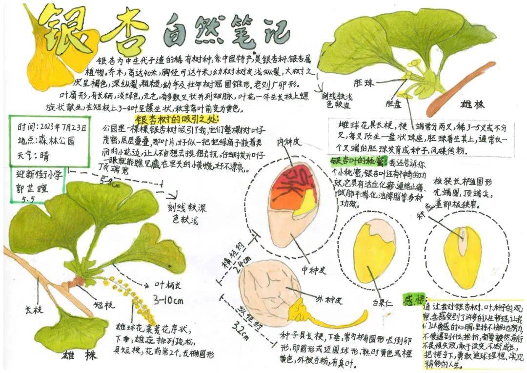 银杏树自然笔记图片