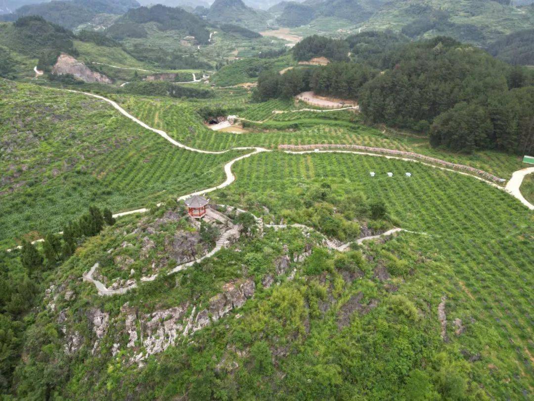 开阳县米坪乡:做好"土特产"文章 绘就产业振兴新图景