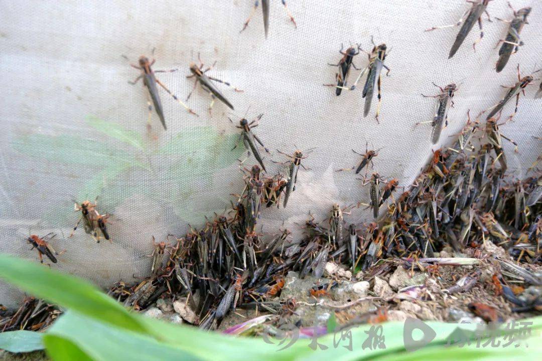 蚂蚱养殖加盟图片