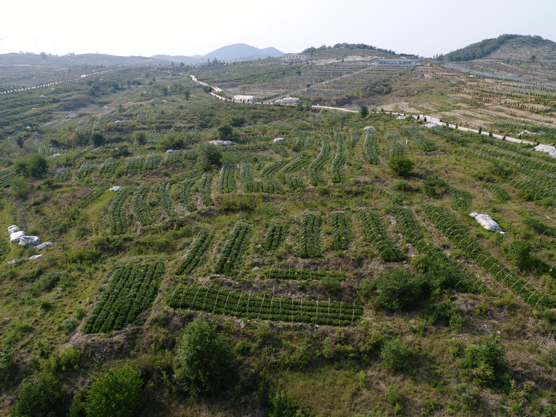 新泰上庄图片