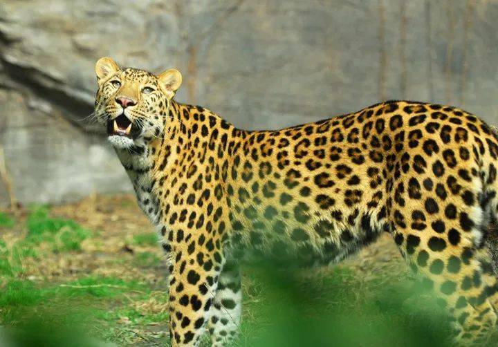 生态头条 | 吃了几千年的鱼"极度濒危",他们拒绝烹饪!_鳗鱼_鳗鲡_捕捞