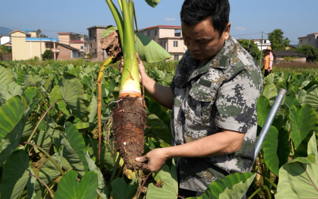 来看乐昌的靓芋头_香芋_种植_公司