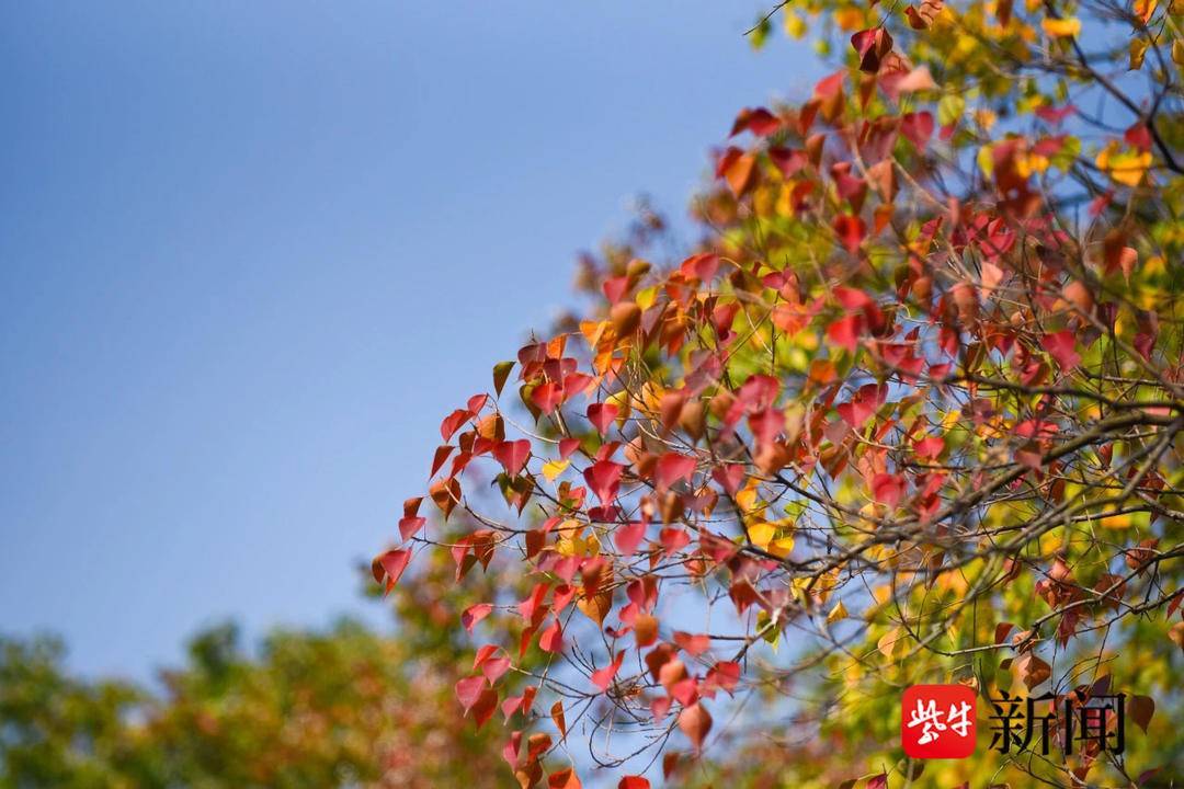 乌桕美景上线,一起邂逅斑斓秋色_莫愁湖_南京_景区