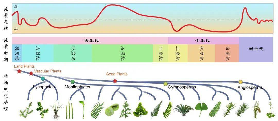 evolutionary innovation of root suberin lamellae contributed to