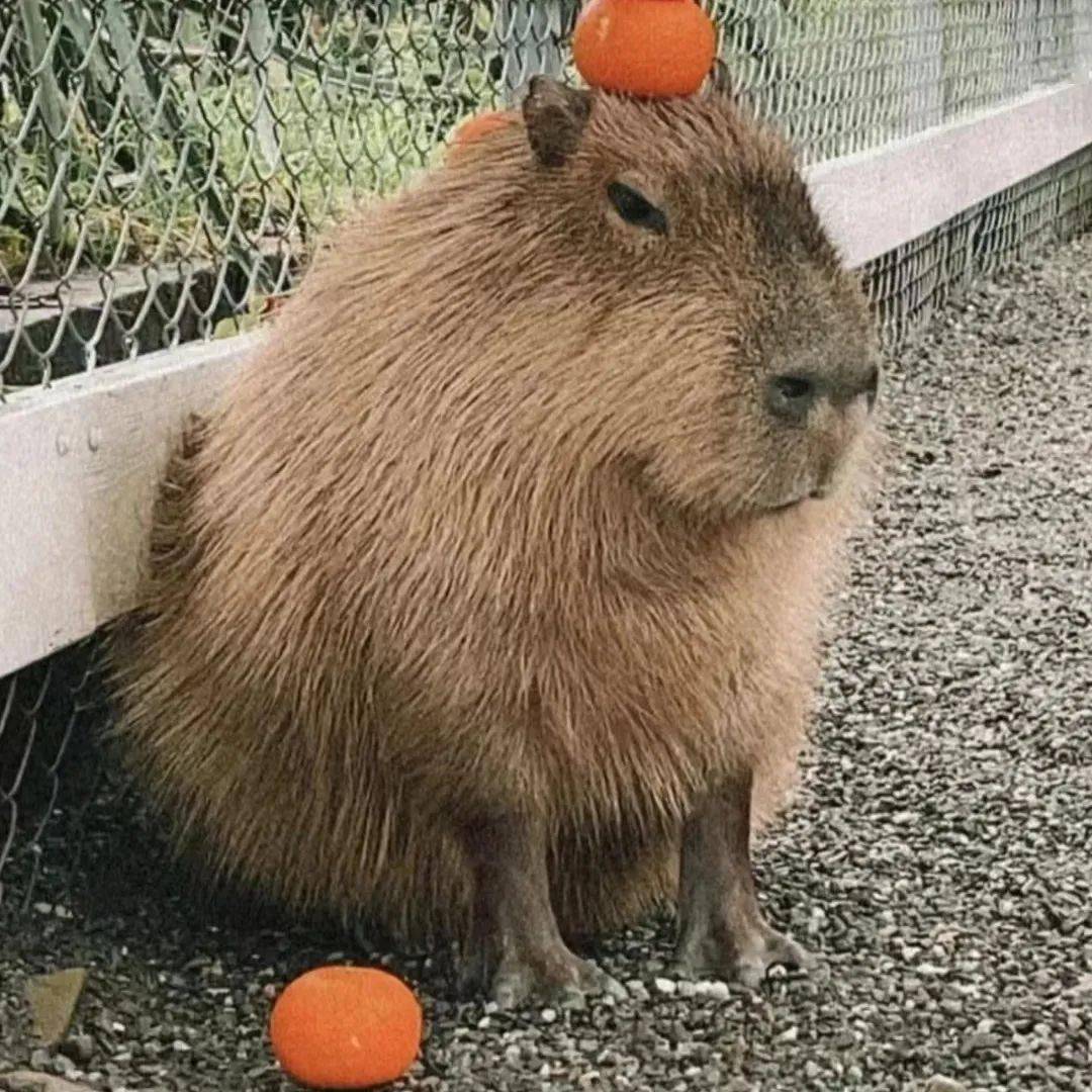 英文单词capybara的中文谐音,意思为水豚,一种四肢短短,身材圆滚滚