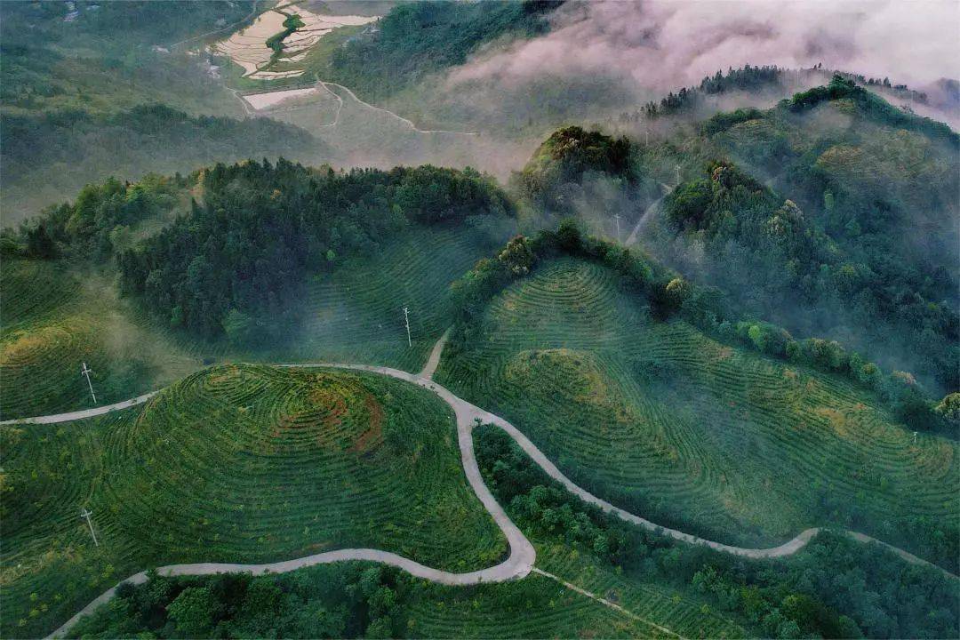 这样的大竹云雾山,你见过吗?_茶山_美景_山顶