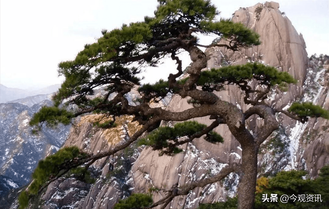 各种古松树图片大全图片