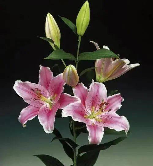 莱斯乡村x索邦百合 | 一键下单索邦百合,收获立冬的第一场浪漫惊喜!