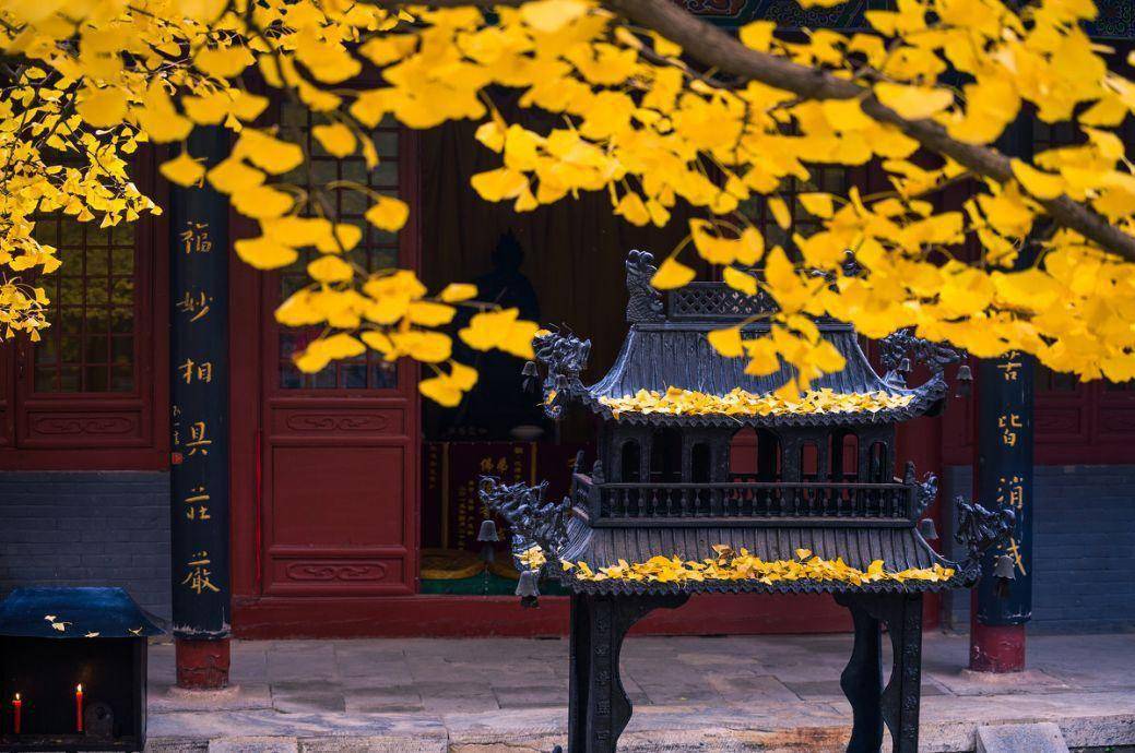 一到秋天,北京就成了北平_银杏_红叶_色彩