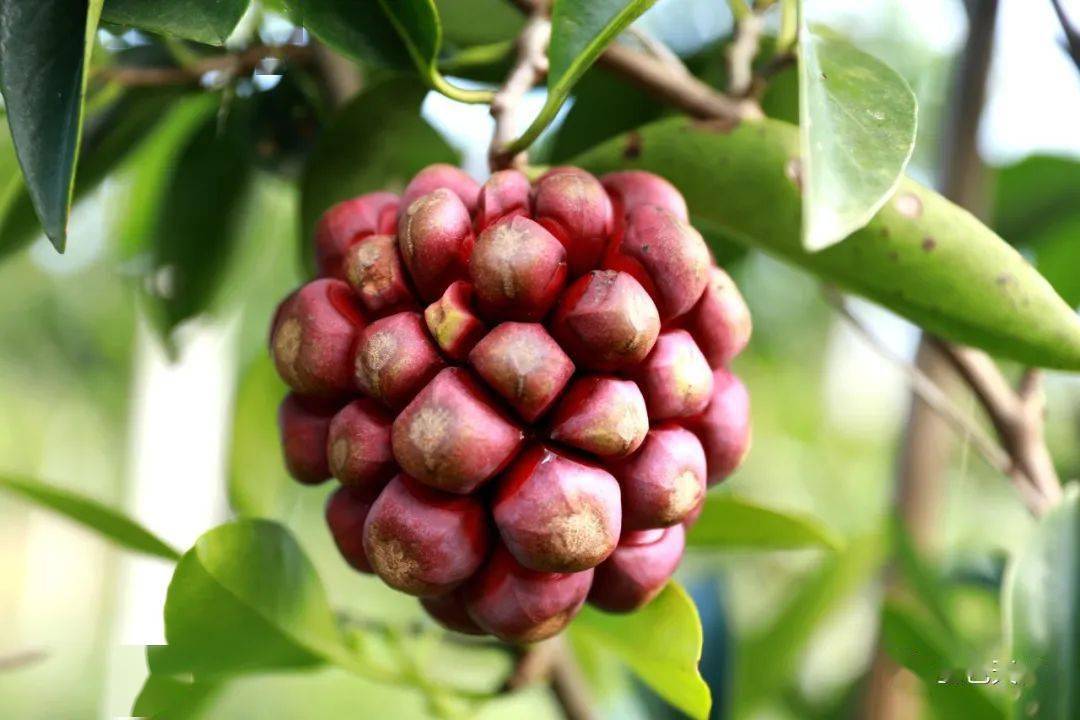 高酿镇:"血藤果"丰收 果农笑开颜