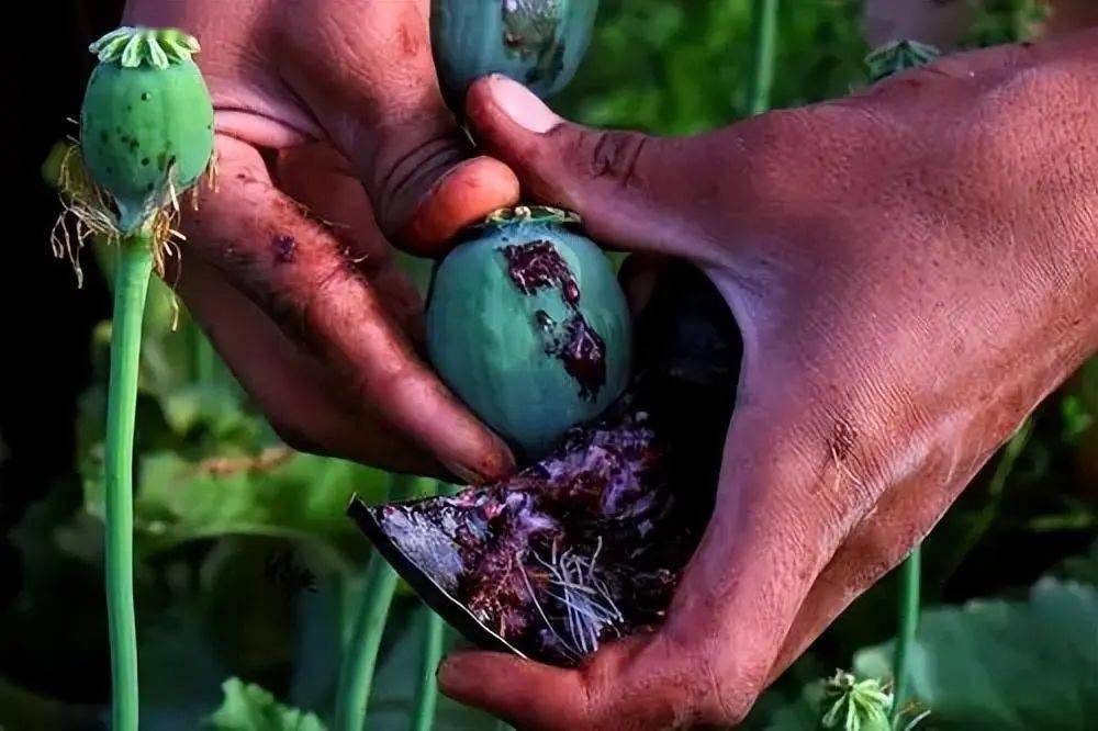 常见的毒品有哪些?_鸦片_作用_麻醉