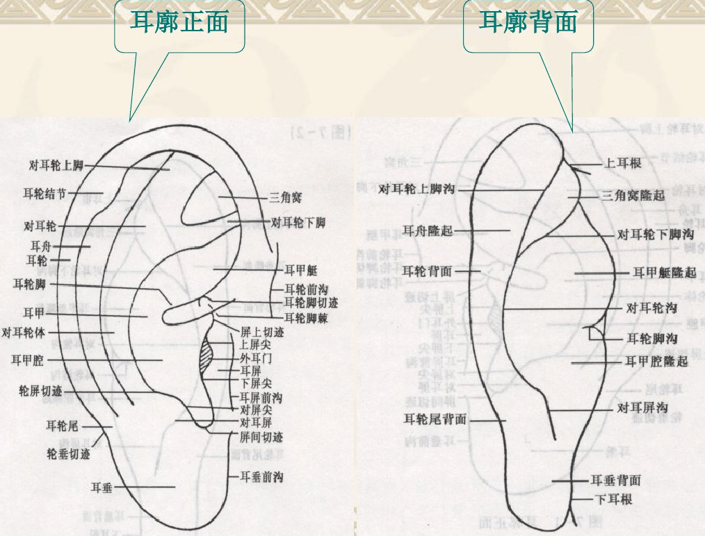 知道耳廓表面的解剖,我们才能更好地了解耳穴的分布!