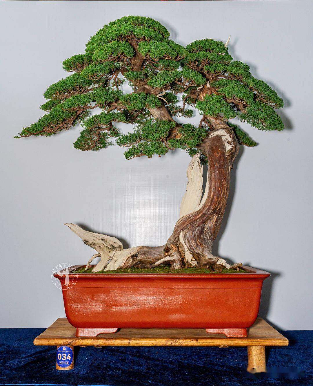 cm 何焯光藏品 银奖"无欲" 真柏 高138cm 苏州遂苑藏品 银奖(评委作品