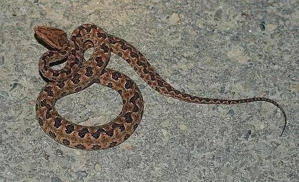 今日头条陕西女孩被毒蛇咬伤宁死不说种类最终丧命母亲翻看手机后发现