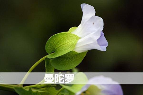 致幻植物——动物也疯狂_薄荷_卡皮_美洲豹