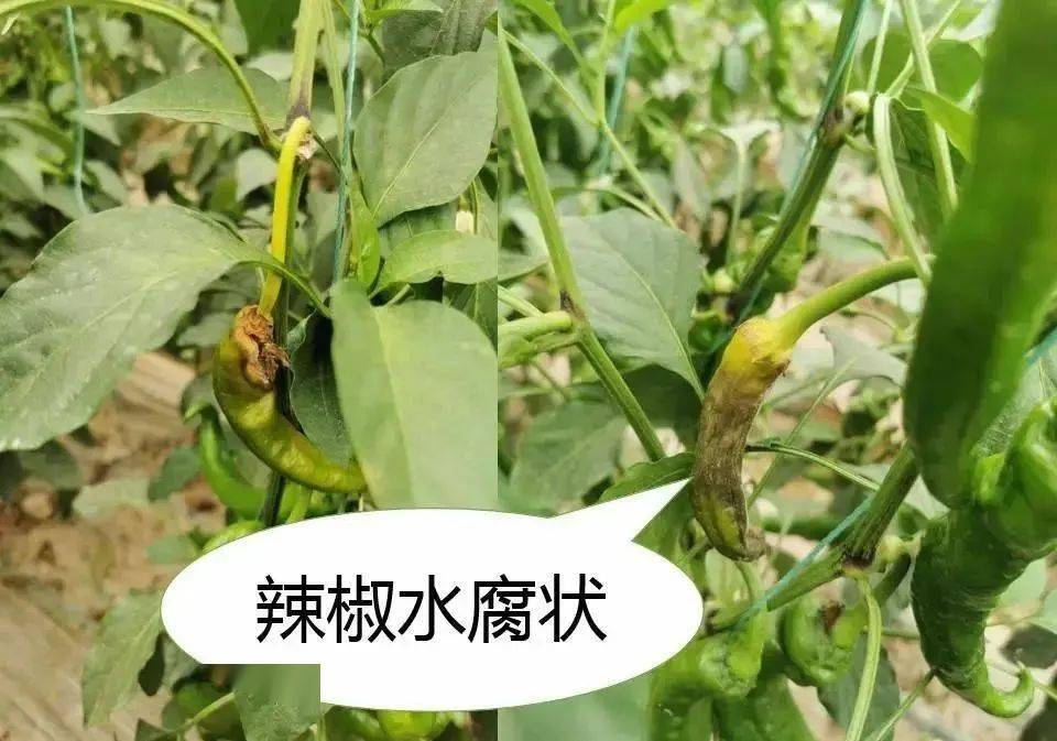 辣椒全程病虫害防治手册,菜农必备!_发病_症状_进行