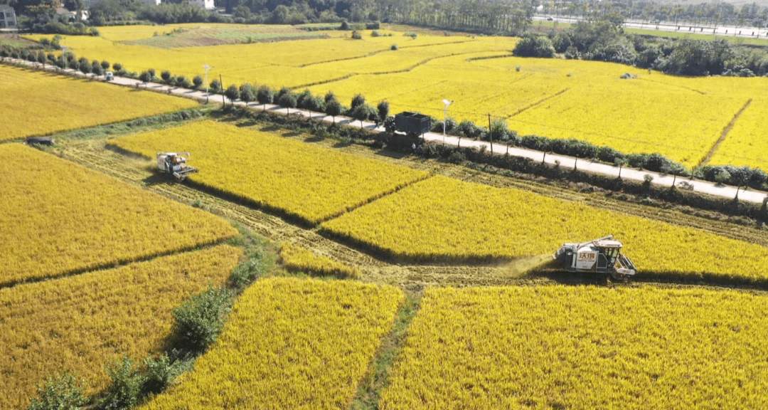 汉寿:60.53万亩晚稻收割基本结束 总产再创新高_生产_责任制_粟少春