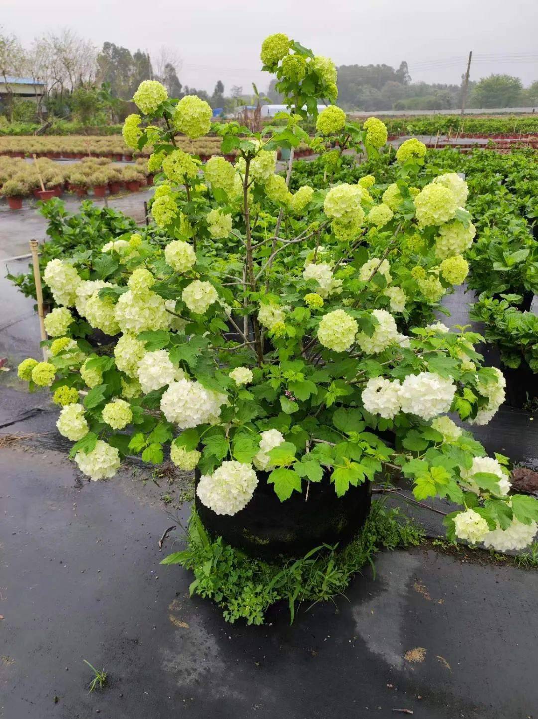 欧洲木绣球|一树繁花 · 惊艳一方!