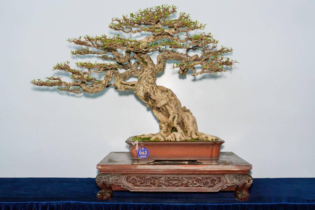 cm 翁少伟藏品"风华正茂"榆树 高130cm 张友江藏品"翠盖华章"五针松