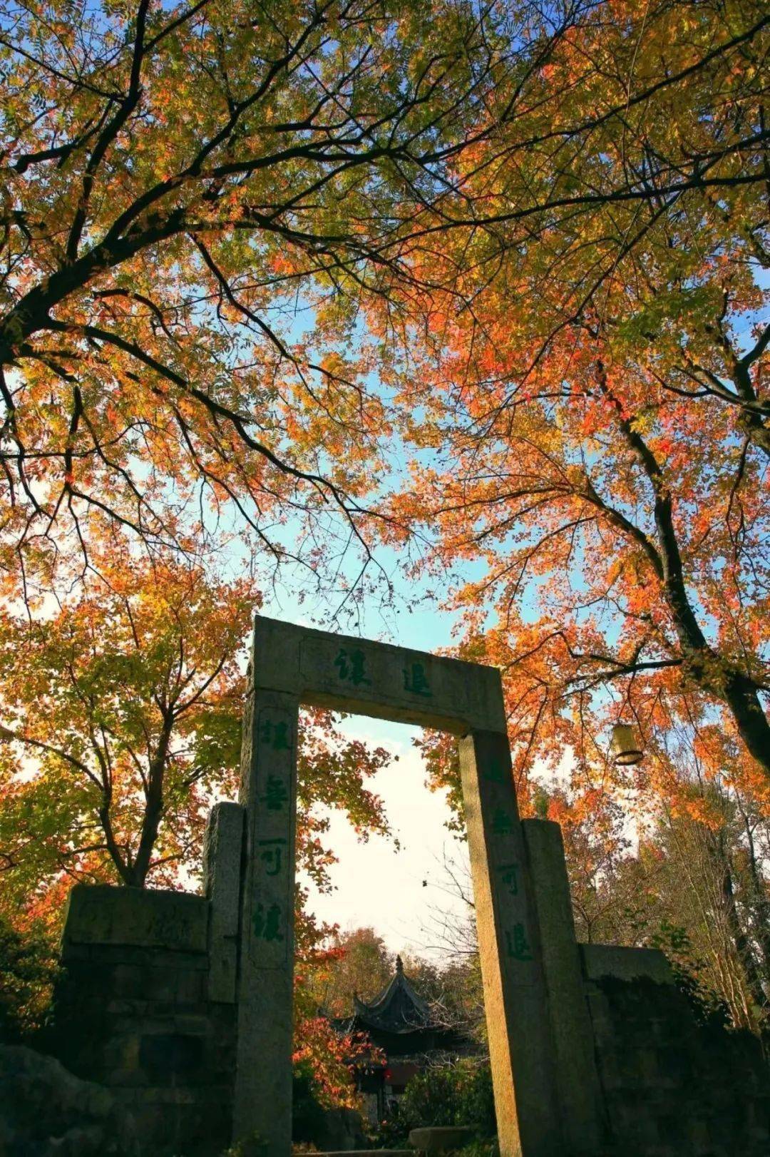 永泉枫叶节 | 巨型枫叶出没!快来打卡拍照!_活动_地点_赏枫