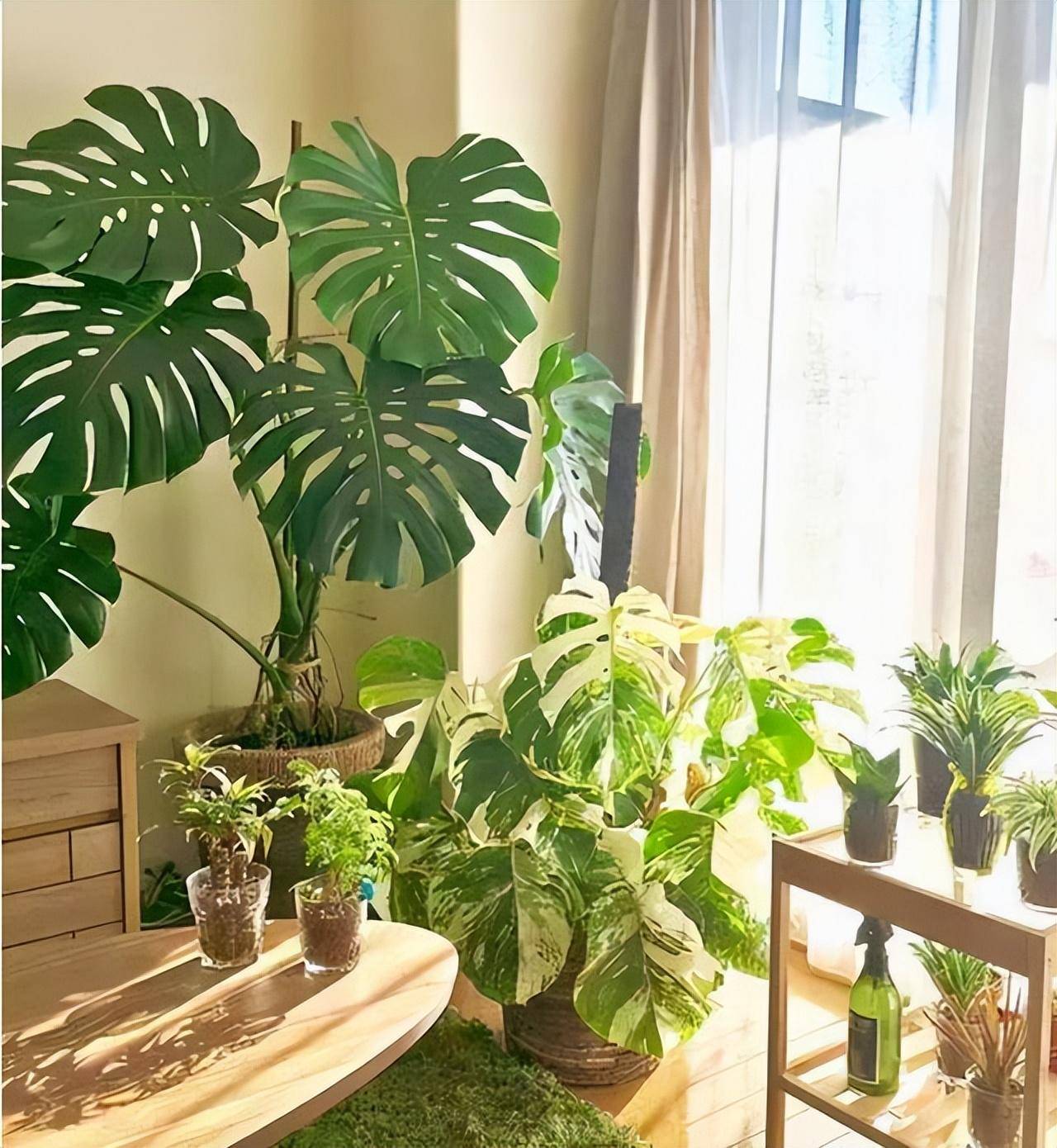 因"龟背竹"而走红的客厅,那叫一个壮观,拍给大家看看,真治愈