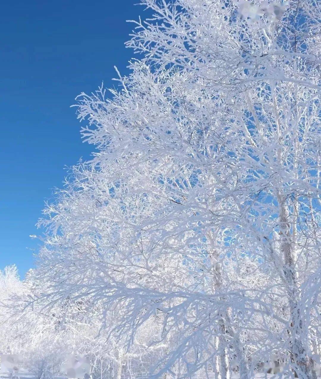 吉林松原雪景图片