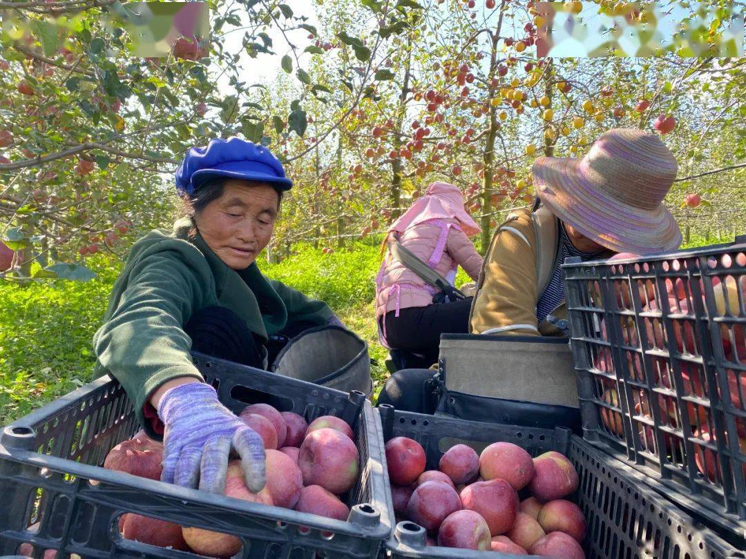 牛棚镇水源村晚熟苹果上市_威宁县_产业_的发展