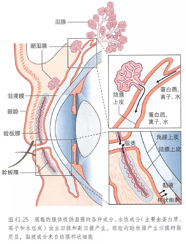 30张眼睛基础解剖精选图