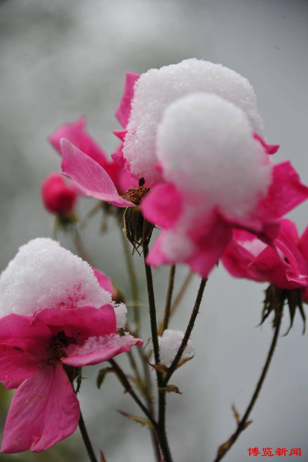 博山五阳湖 雪色山水画_芦家台_白雪_月季