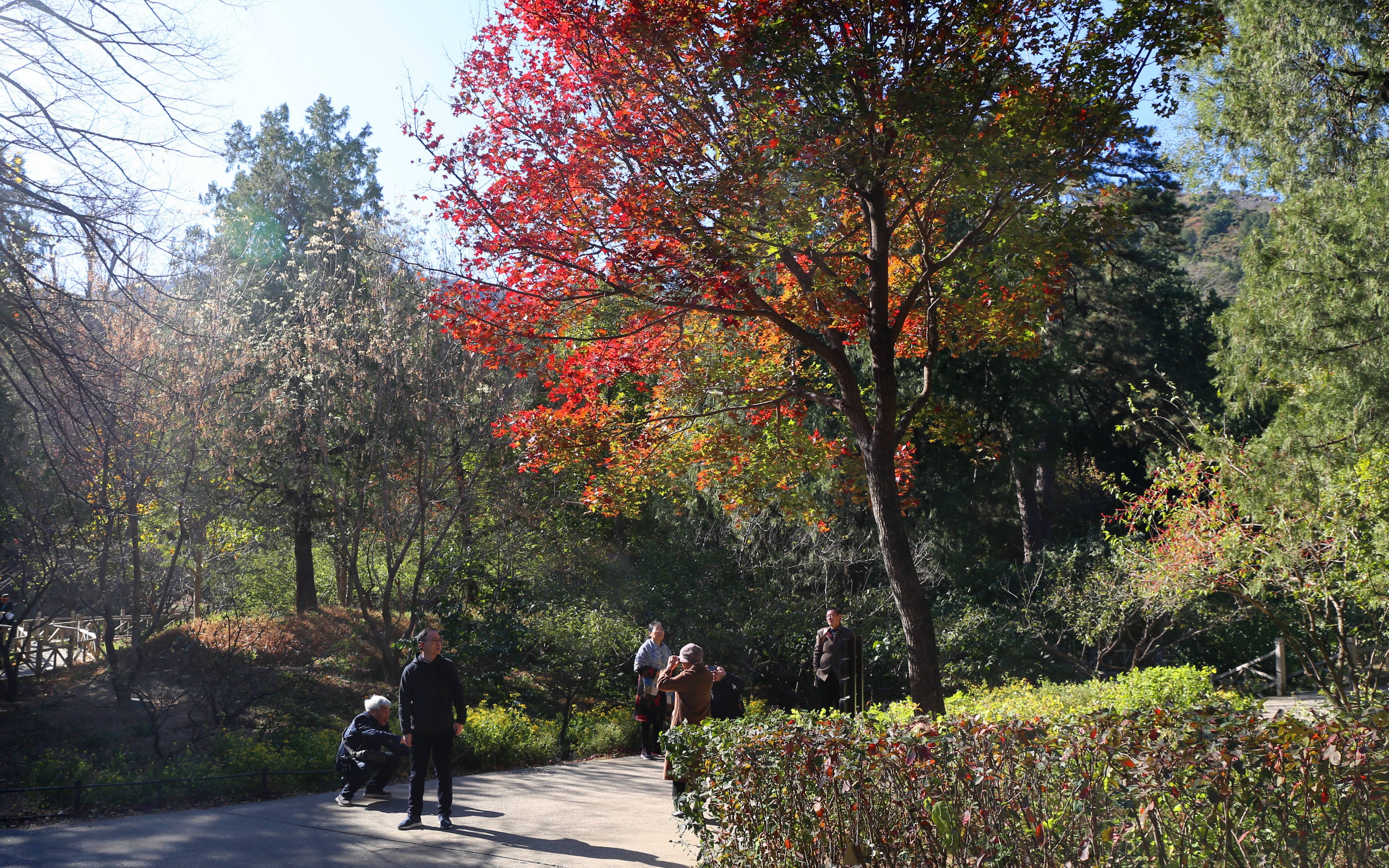 香山公园秋景图片