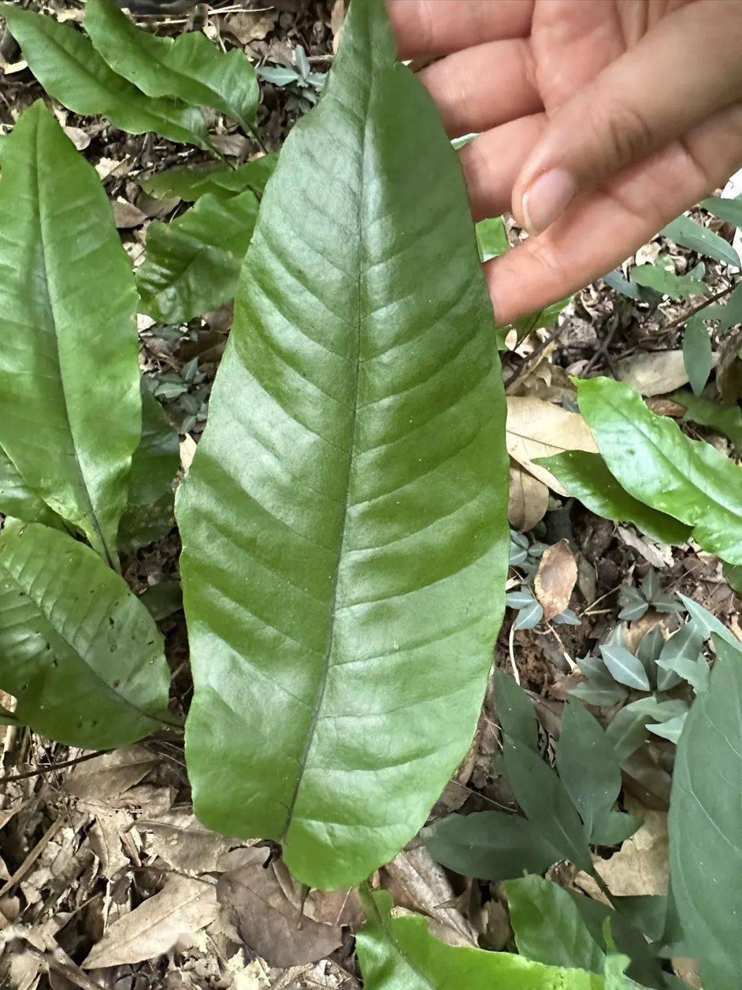 沙皮蕨_孢子囊_叶子_时候