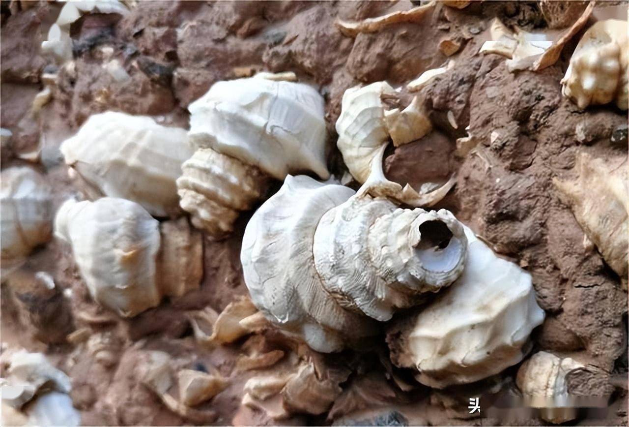 古人吃出了4万平米螺蛳壳山,这些才是真螺蛳?_滇池_古滇_遗址