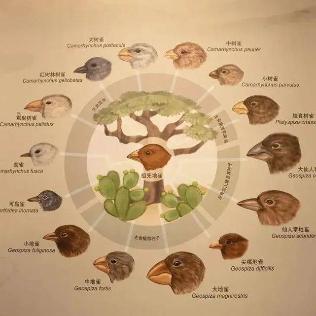 天然雀进化链图片