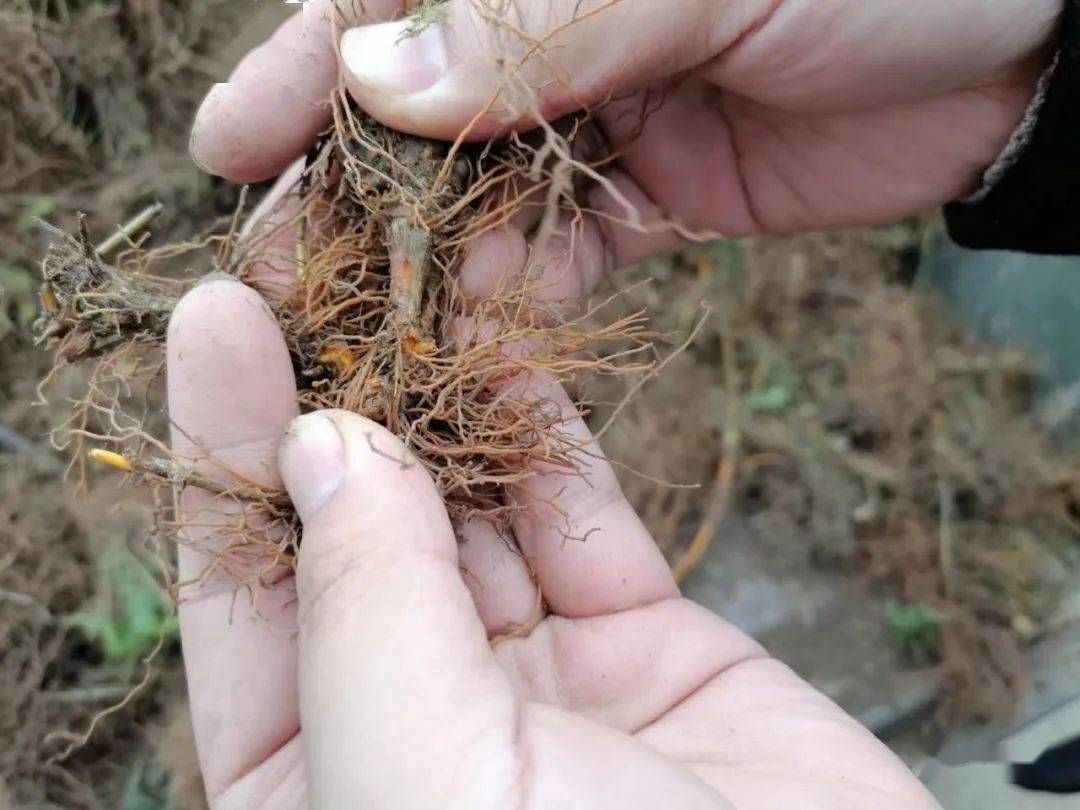 黄连近两年来价格涨幅比较大,行情受多数商家关注,黄连早期鲜货的折干