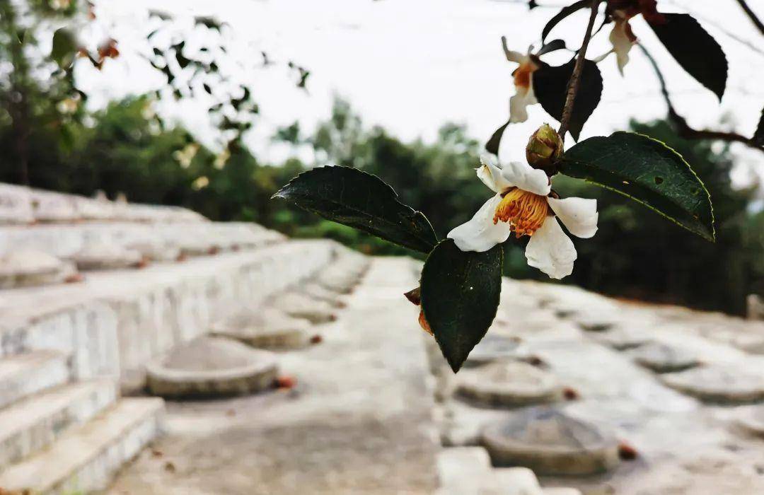 在荒烟蔓草中沉睡八十五年_时间_墓地_士兵