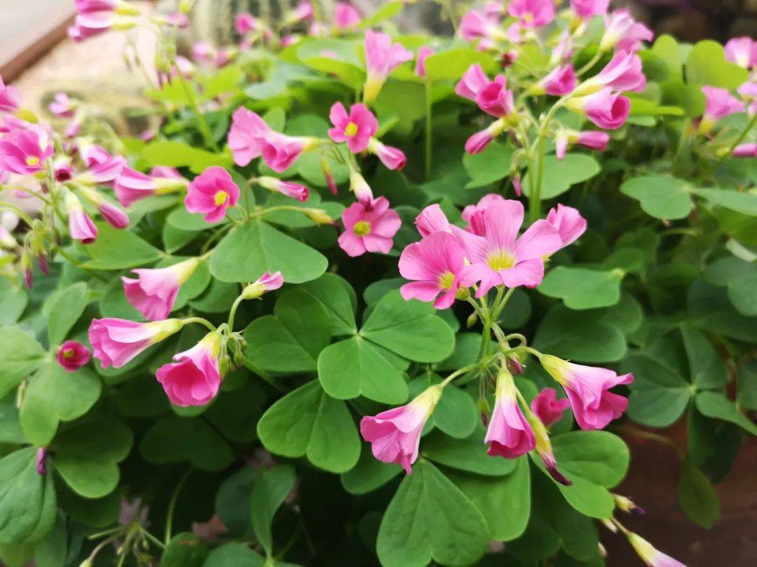 酢浆草观赏季来临,来大饱眼福~_新品种_时间_游园