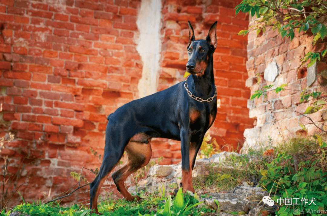 韩国杜莎犬(molossarea)42.灵缇(geryhound)图源:ic photo43.