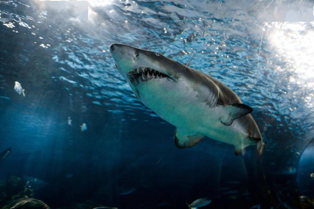 澳洲鲨鱼咬人图片