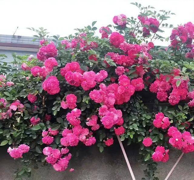 觉得月季难养?那就试试红木香,低维护,花量大,花期长,一颗爬满墙
