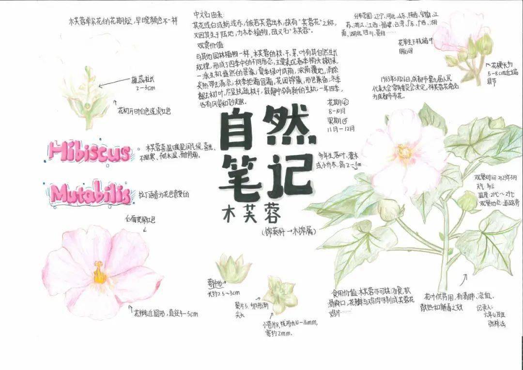 "少年儿童心向党"自然笔记优秀作品展播(十)_指导老师_活动_广东省