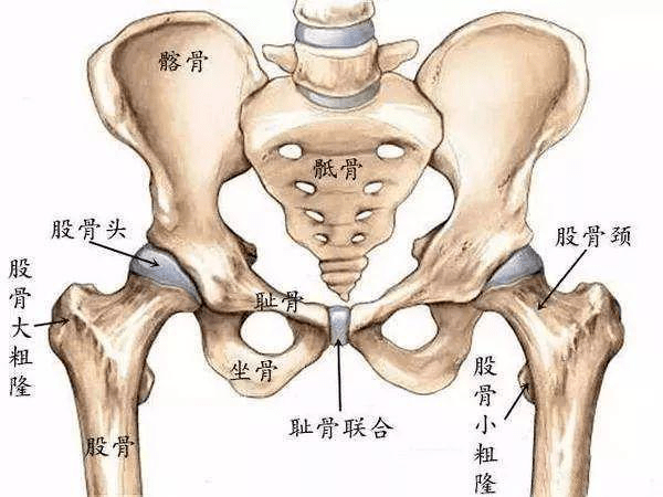 股骨头疼的位置图片图片