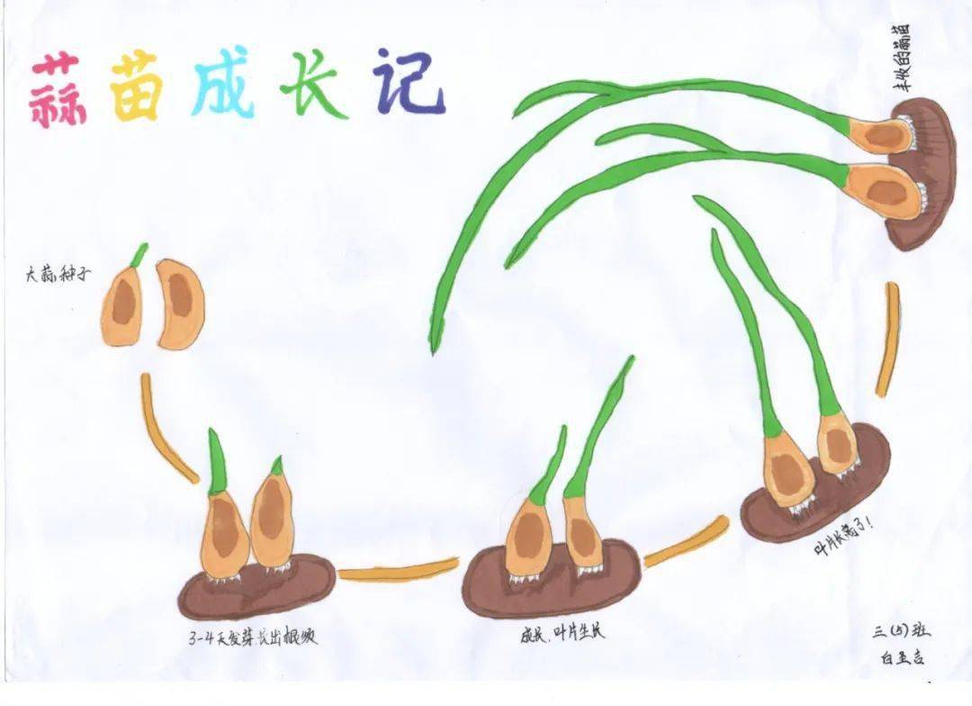 竹笋成长自然笔记图片