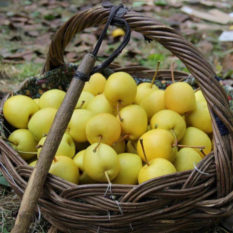 硕果飘香 平谷打造最美"丰"景线_苹果_果品_红果